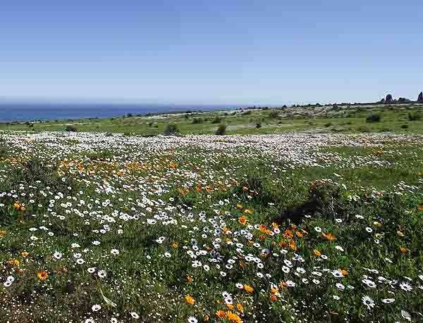 Wild Flowers